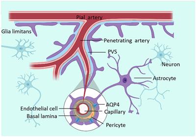 The glymphatic system: a new perspective on brain diseases